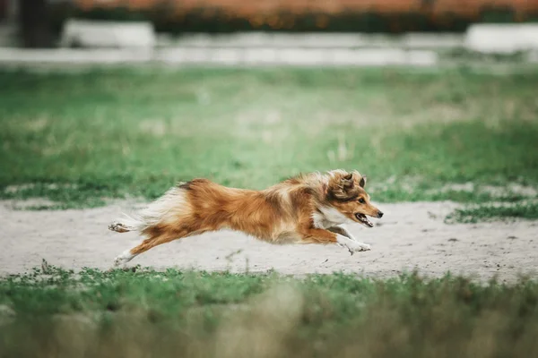 Sheltie Schäferhund — Stockfoto