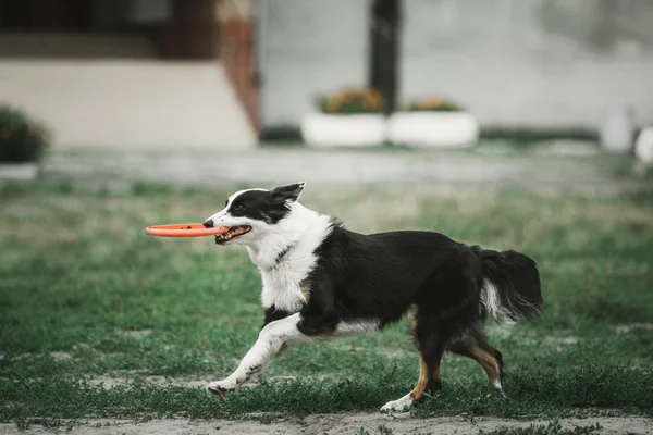 Frontera collie perro crianza al aire libre. verano — Foto de Stock