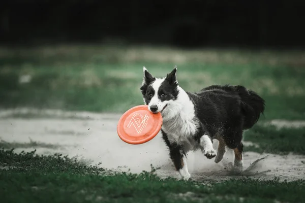 Border collie chien race en plein air. été — Photo