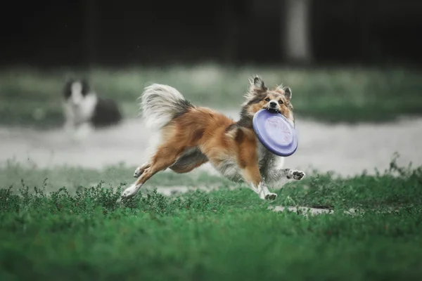 Sheltie pastor perro —  Fotos de Stock