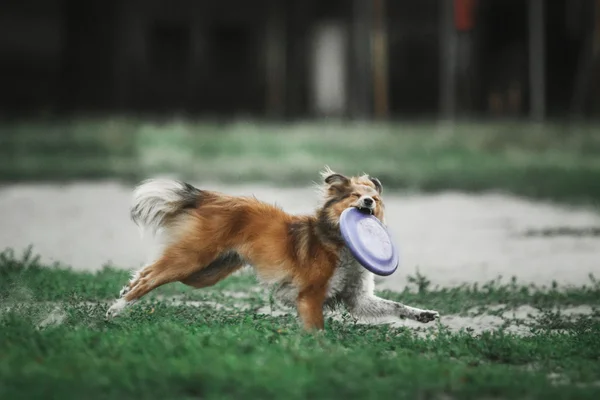 Sheltie cão pastor — Fotografia de Stock