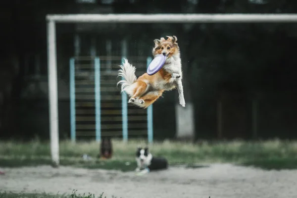 Sheltie cão pastor — Fotografia de Stock