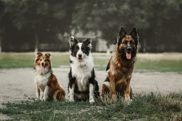 Grup parkta oynayan köpek.