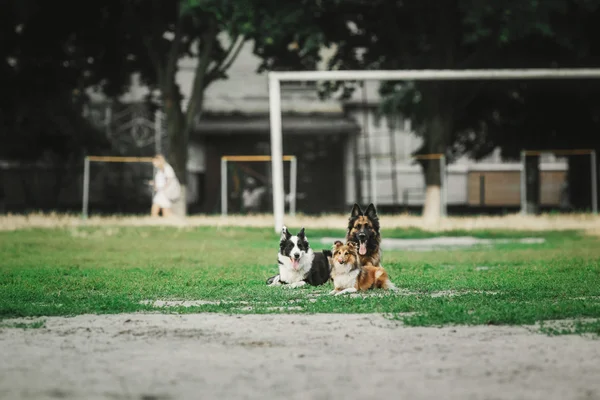 Grupo de perros jugando en el parque . — Foto de Stock