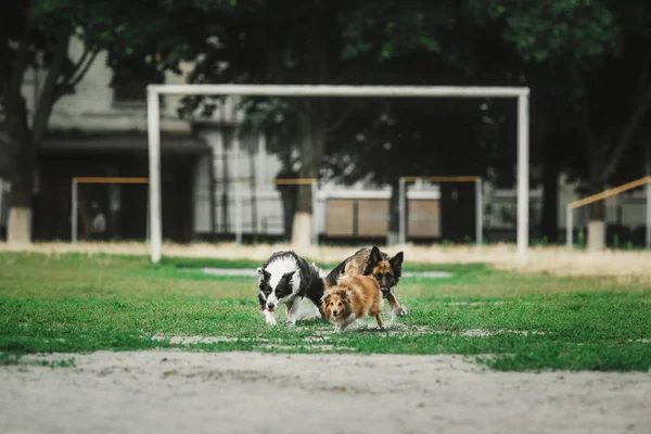 Skupina psů hrají v parku. — Stock fotografie