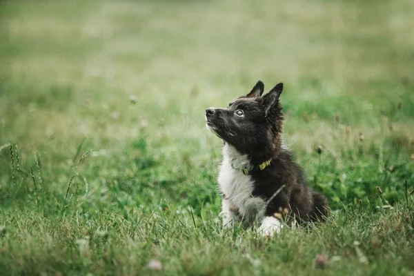 Border collie pies szczeniak — Zdjęcie stockowe