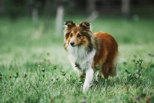 Sheltie cão pastor — Fotografia de Stock