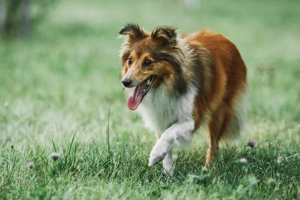 Sheltie hyrdehund - Stock-foto