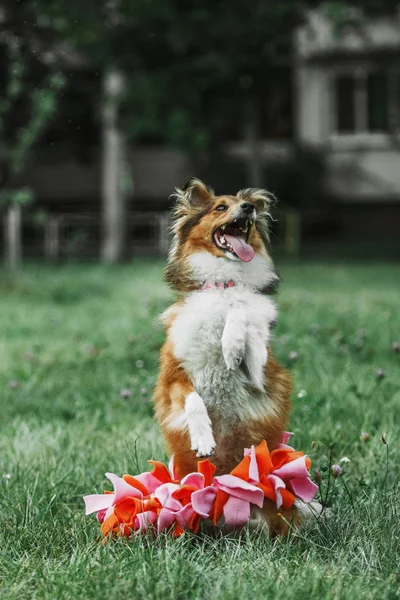 Sheltie cão pastor — Fotografia de Stock