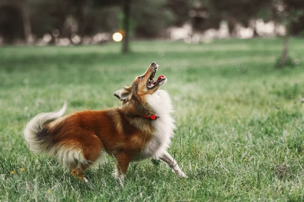 Sheltie vallhund — Stockfoto