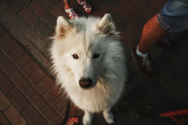 Симпатична біла самогонна порода собака — стокове фото