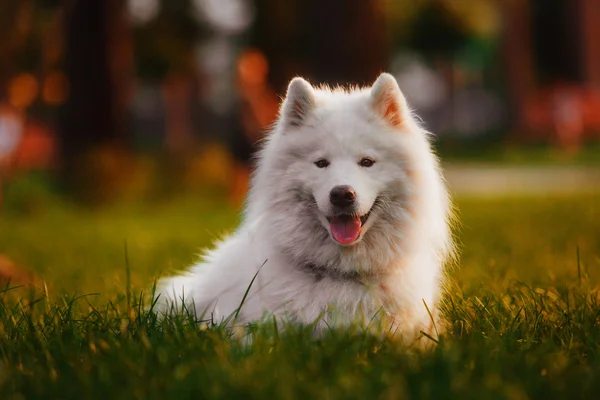 Samojed hund på garden — Stockfoto