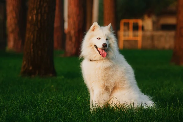 Samoyed köpek Garden — Stok fotoğraf