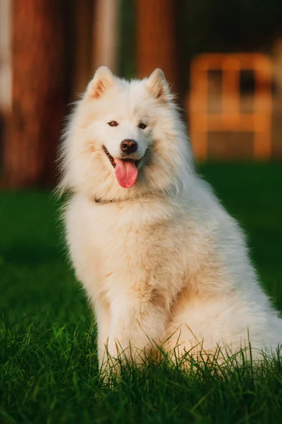 Samoyedo perro en el jardín — Foto de Stock