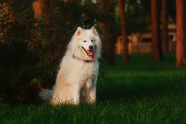 Samoyed köpek Garden — Stok fotoğraf