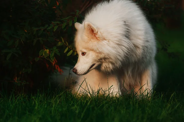 정원에서 Samoyed 개 — 스톡 사진