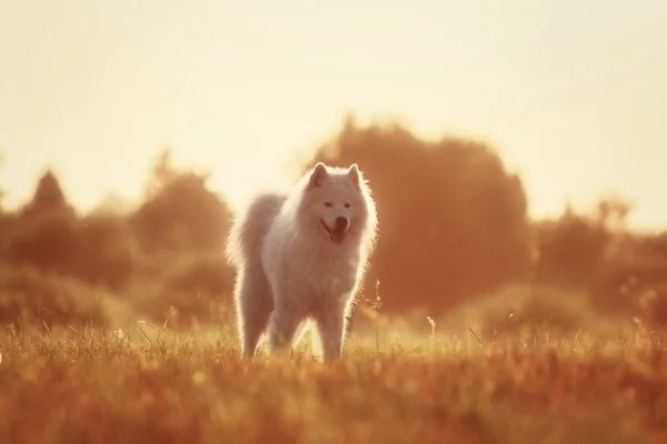 Açık yürüyen Samoyed köpek