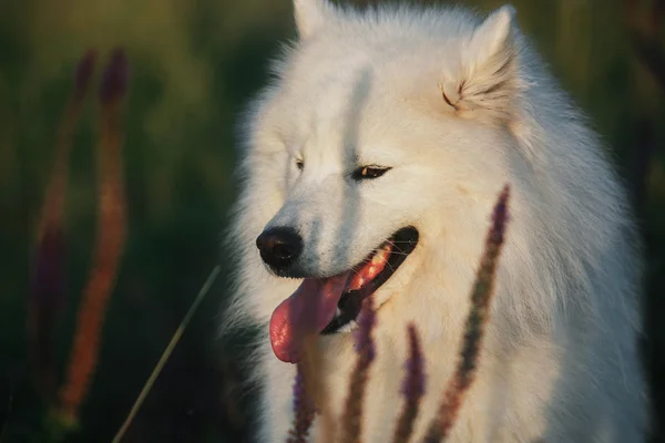 Samoyed dog walking outdoor — Stock Photo, Image