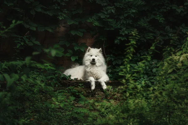 Samodzielny pies w parku — Zdjęcie stockowe