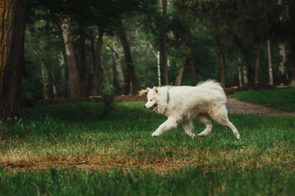 公园里的萨摩亚狗 — 图库照片