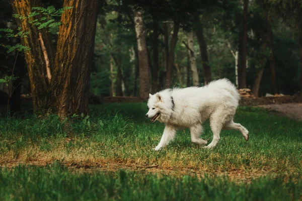 Samoyed kutya a parkban — Stock Fotó
