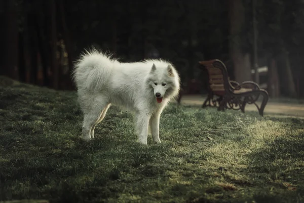 Parktaki Samoyed köpeği. — Stok fotoğraf