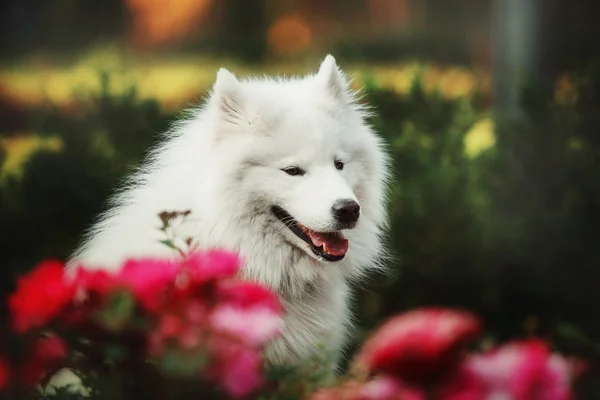 Samojerad hund i parken — Stockfoto