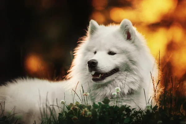 Samoyed dog at the park — Stock Photo, Image