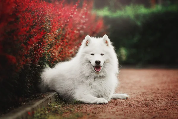 Parktaki Samoyed köpeği.