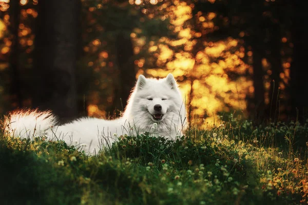 萨莫耶德的狗躺在草地上 — 图库照片