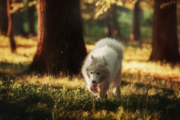 在公园里奔跑的萨莫耶德狗 — 图库照片