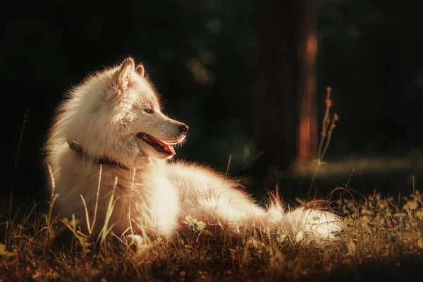 Самойдський собака в парку — стокове фото