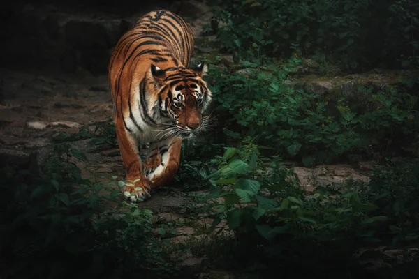 Tigris. A természet háttér vadmacska — Stock Fotó