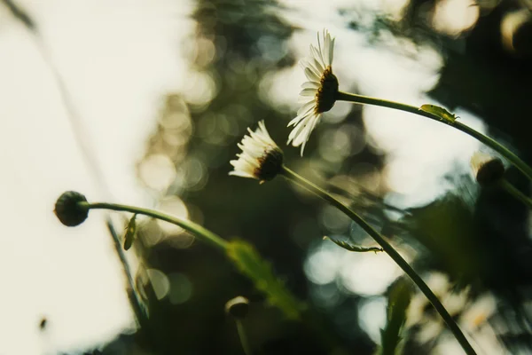 카모마일 꽃 야외 — 스톡 사진