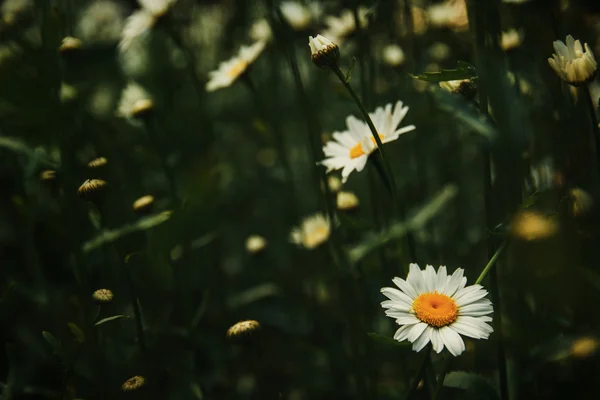 Heřmánkový květ venkovní — Stock fotografie