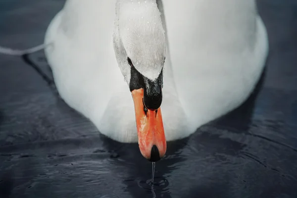 Cigno sull'acqua blu del lago nella giornata di sole, cigni sullo stagno — Foto Stock