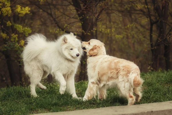 A brincar aos cães. Golden retriever e samoyed cão jogando ao ar livre — Fotografia de Stock