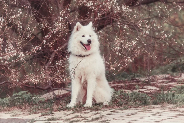 Perro samoyedo sobre un fondo de un cerezo en flor —  Fotos de Stock