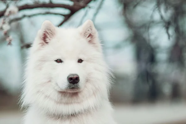 Samoyed dog on a background of a blossoming cherry tree