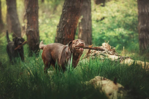 Labrador retriever perro de pie sobre hierba verde . — Foto de Stock