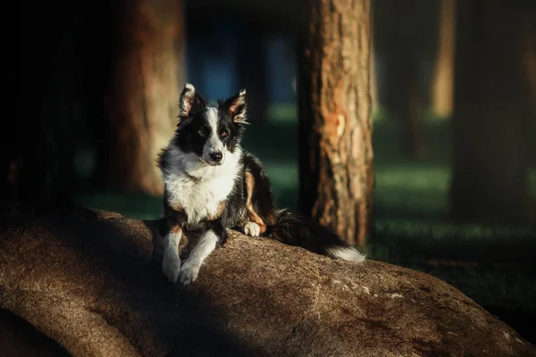 Frontera collie perro crianza al aire libre. verano — Foto de Stock