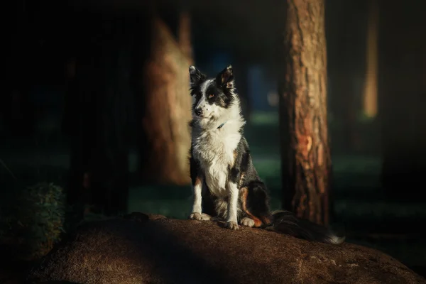 边境牧羊犬犬种室外。夏季 — 图库照片