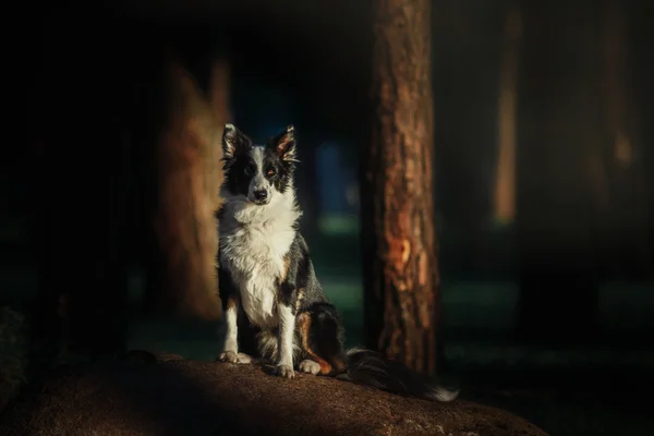 Border Collie Hunderasse im Freien. Sommer — Stockfoto