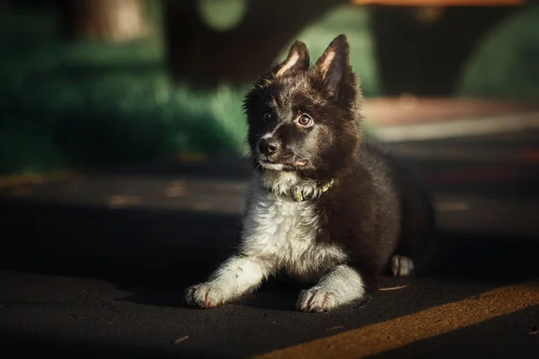 Cachorrinho de cão de collie de fronteira — Fotografia de Stock