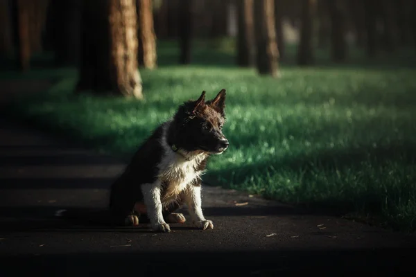 Border collie pies szczeniak — Zdjęcie stockowe