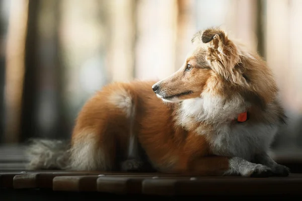 Šeltie pastevecký pes — Stock fotografie