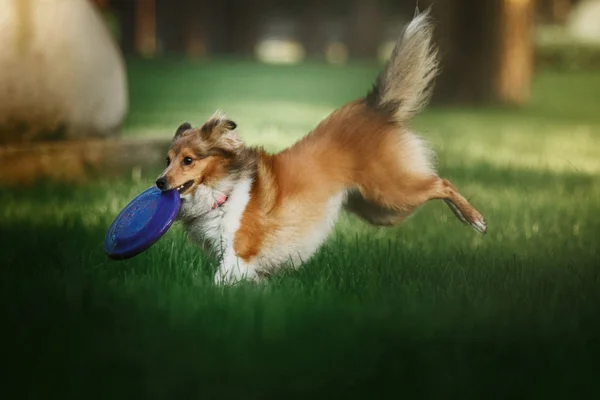 Sheltie anjing gembala — Stok Foto