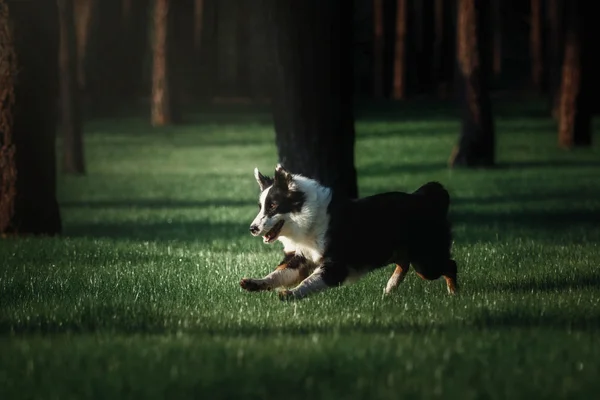 Border collie chien race en plein air. été — Photo