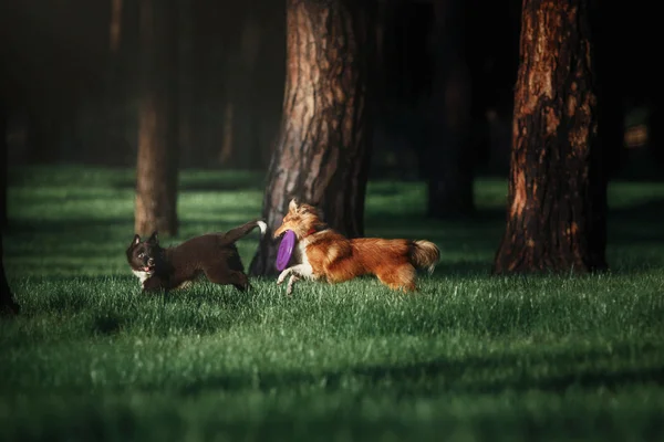 Группа собак, играющих в парке . — стоковое фото