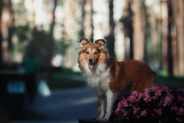 sığınak çoban köpeği